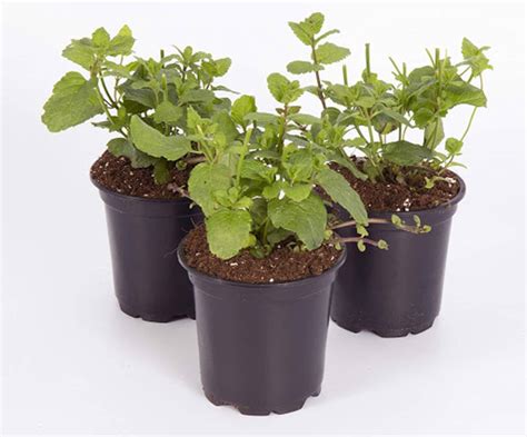 Description you will get one live 2 chocolate mint 8 inch live plants !!!! Mint Plant Care Tips - Dos Don'ts | Apartment Therapy
