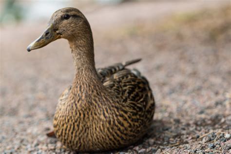 Wallpaper Wildlife Duck Goose Spring Beak Mallard Lund