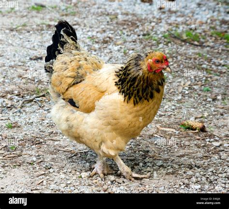 Wyandotte Buff Columbian Chicken Stock Photo Alamy