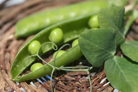 Fresh Peas Mean Spring's Delicious Arrival - Food & Nutrition Magazine