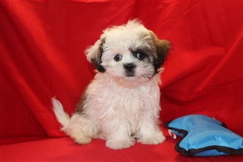The partner is also a pure shihtzu. Shih Tzu Puppies For Sale | St. Louis, MO #230282