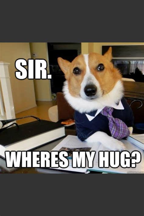 Doggo Demands Hugs 🐶🐕 Funny Dog Memes Funny Animal Memes Funny
