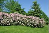 Tall Flowering Shrubs For Privacy Pictures