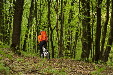 Cyclist Riding The Bike On A Trail In Summer Forest Stock Image Image