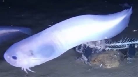 Three New Species Of Fish Discovered In The Extreme Depths Of The