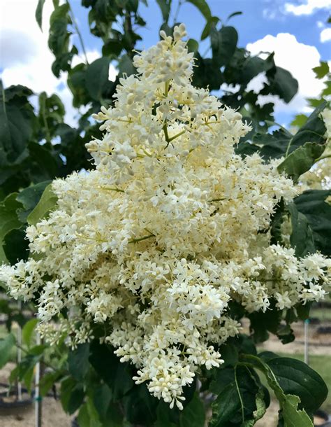 Summer Storm Japanese Lilac