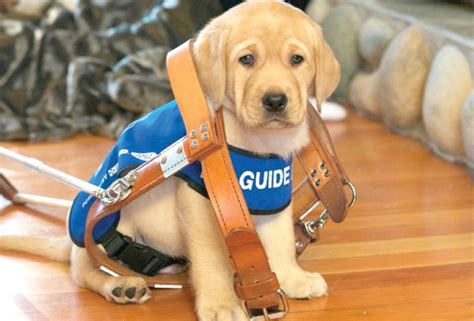 Life with a new puppy will never be the same again, in a good way! Volunteers needed to care for guide dog puppies in training