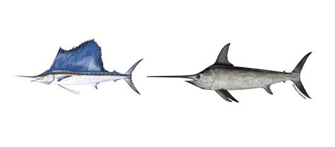 Sailfish Vs Swordfish An Anglers Guide
