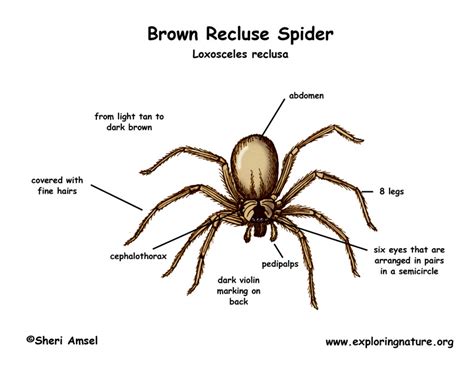 Texas Brown Recluse Spider Identification Chart