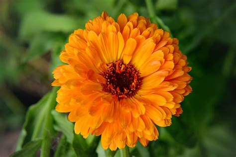Flower Power Medicinal Flowers And Plants You Can Grow In Your Garden