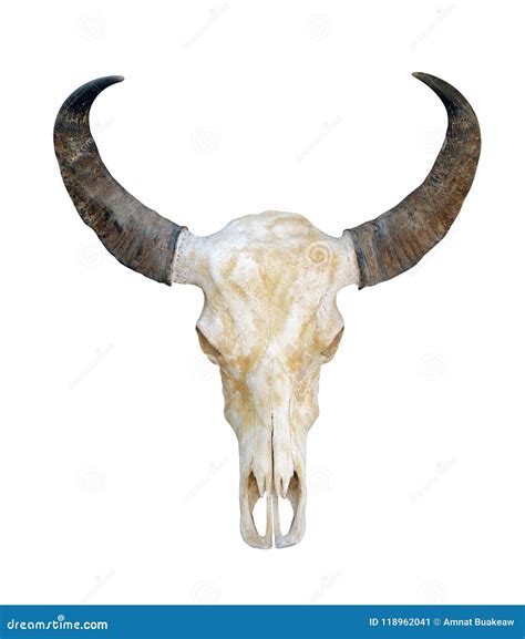 Cow Skull Head Cow Skull With Horns Isolated On White Background