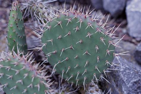 Photo Of The Thorns Spines Prickles Or Teeth Of Prickly Pear Opuntia