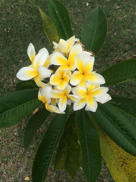 Ebay.com has been visited by 1m+ users in the past month Hawaiian Plumeria yellow and white | Plumeria, Plants