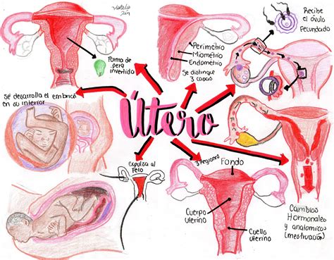 Anatomia Sistema Reproductor Femenino Mapa Conceptual Shibaswap My Xxx Hot Girl