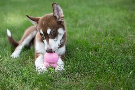 To be a conscientious and responsible dog guardian, you will need to neuter or puppies will have higher energy levels than an older dog. Puppy Teething Toys: 5 Must-Have Toys For Growing Puppies