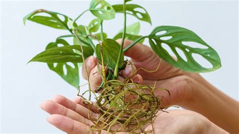 How To Easily Propagate Your Monstera