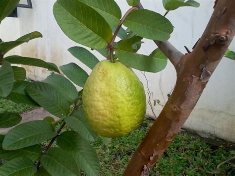 Jambu air adalah buah yang mudah dijumpai di indonesia. Caraka Purwo Wibisono: Mengenal manfaat dan khasiat buah ...