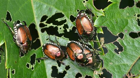 Japanese Beetle Popillia Japonica Fraser Valley Invasive Species