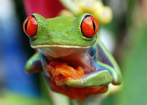 Rana De Ojos Rojos Frog Animals Mammals