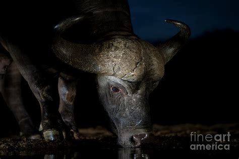 Buffalo After Dark Photograph By Tony Camacho