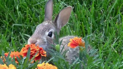 Bunnies Eat Flower In My Backyard Youtube