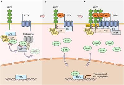 Frontiers Regulation Of The Low Density Lipoprotein Receptor Related