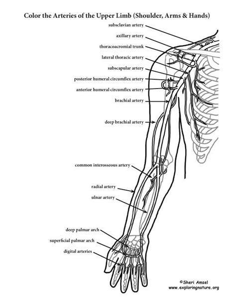 Upper limbs arteries and veins by lorenas13 36545 views. Image result for free human anatomy coloring pages pdf | Anatomy coloring book, Coloring pages ...
