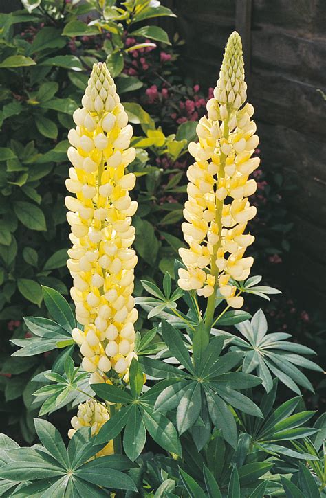 Последние твиты от lupine north america (@lupinelighting). Gallery Yellow Lupine - Plant Library - Pahl's Market ...