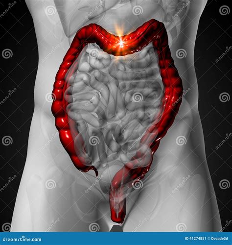Colon Large Intestine Male Anatomy Of Human Organs X Ray View Stock Illustration Image