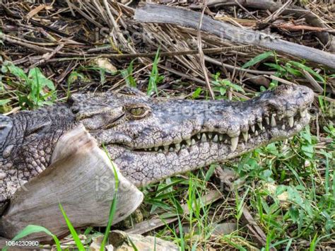 American Crocodile Crocodylus Acutus In Dominican Republic Stock Photo