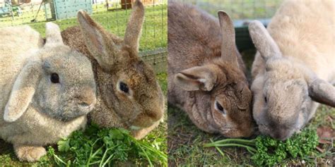 Bunny Couple Have Been Waiting Years For A Forever Home The Dodo