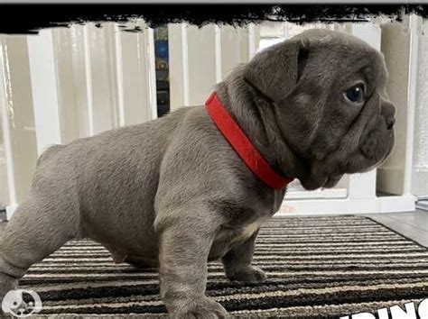 Outstanding Silver Blue Kc French Bulldog Puppies 2 Boys Remaining In