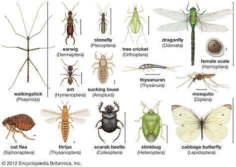Pin By Ofer Winter On What You Get Mood Board Insect Species