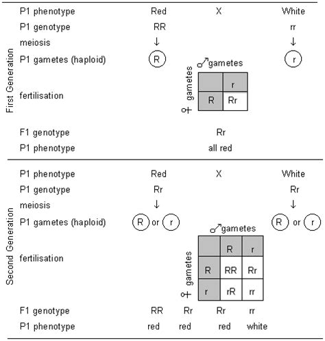 Monohybrids and the punnett square guinea pigs. Monohybrid Crosses Worksheet Answers - Nidecmege