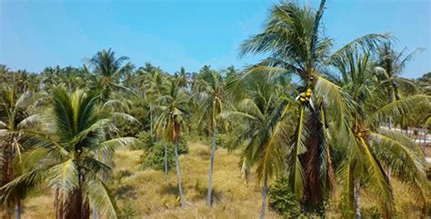 Palm Trees On The Island Aerial View 5 Stock Footage Videohive