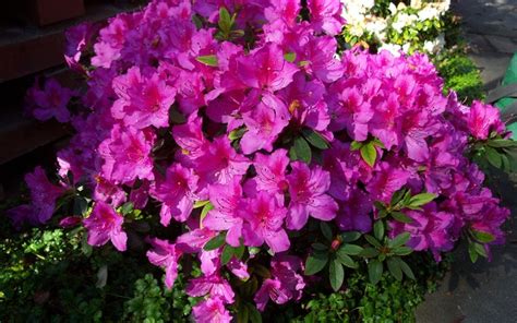 Formosa Southern Indica Azalea 3 Gallon Shrub Southern Indica