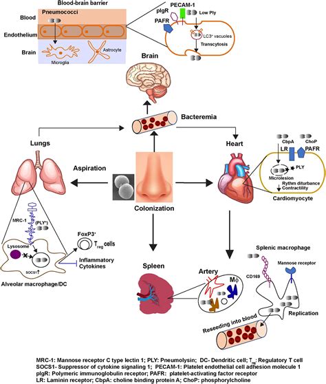 Emerging Concepts In The Pathogenesis Of The Streptococcus Pneumoniae