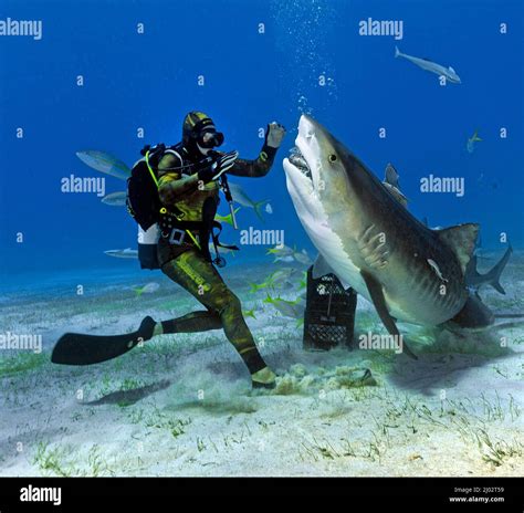 Shark Feeding Scuba Diver Feeds A Tiger Shark Galeocerdo Cuvier