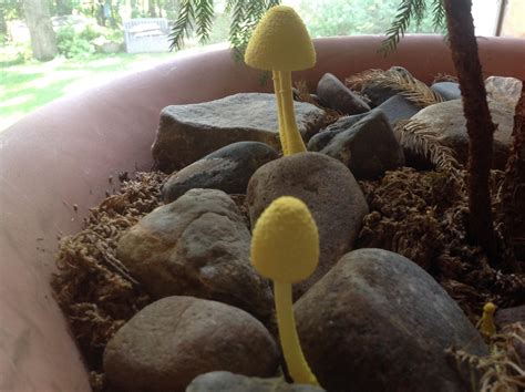 These Yellow Mushrooms Suddenly Appeared A Week Ago In My Norfolk Pine
