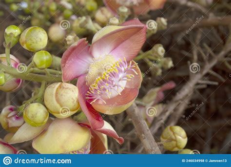 The Flower Of The Sal Tree Or Cannonball Tree Flower Stock Photo