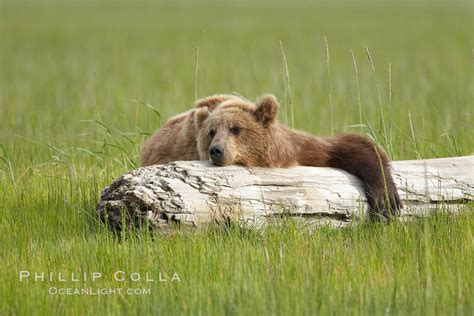Lazy Grizzly Bear Images And Pictures Becuo