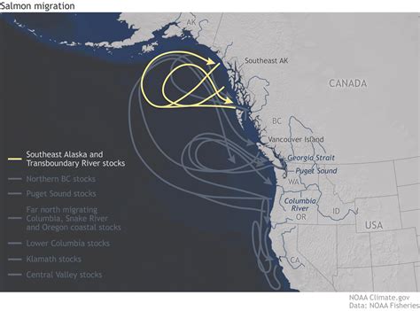Enso Map Salmon Migration Gif Noaa Climate Gov