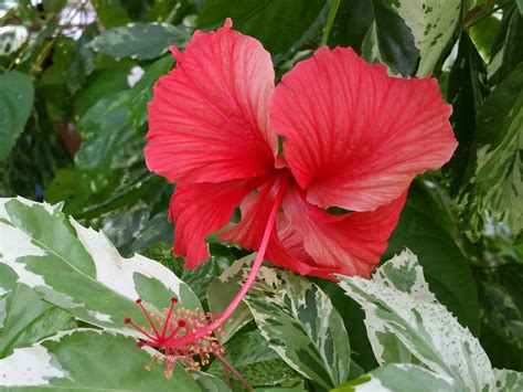 Queen Snow Tropical Hibiscus Live Plant Variegated Green White Leaves And Single Red Flowers