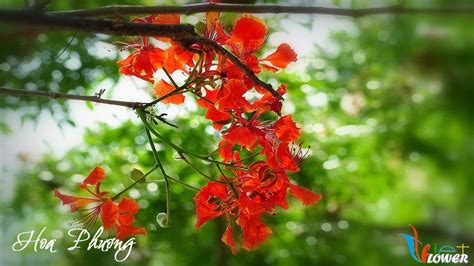 10 Hình ảnh Hoa Phượng đẹp Nhất Mà Bạn Chưa Từng Thấy Click để Xem Ngay