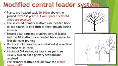 In october 1990, trunk diameter at 2 feet above the ground and tree height were measured. Training and pruning in apple and pear