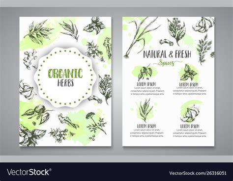 Herbs And Spices Posters Herb Plant Spice Hand Vector Image