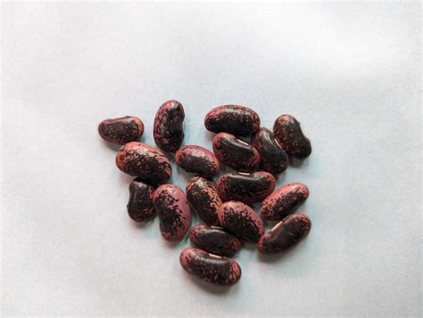 Scarlet Runner Pole Bean Fedco Seeds