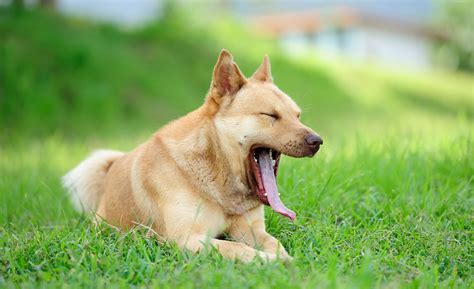 Why Does My Dog Keep Yawning