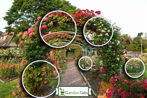 21 Trellis Ideas For Vines And Climbing Plants