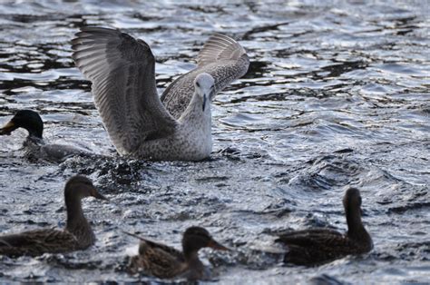 Безплатна снимка крило дивата природа чайка клюн фауна гъска